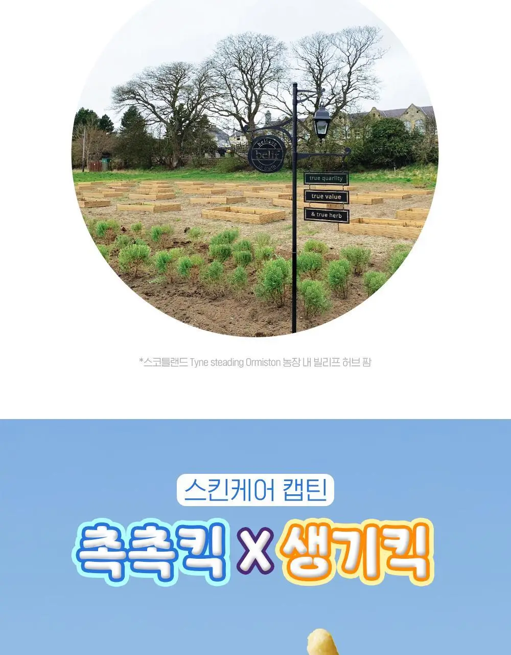 [생기충전][대용량] 빌리프X바나나킥 비타C 토닝 세럼 50ml 기획 (+비타팩 25ml, 스트레스볼 증정) 상세페이지 40